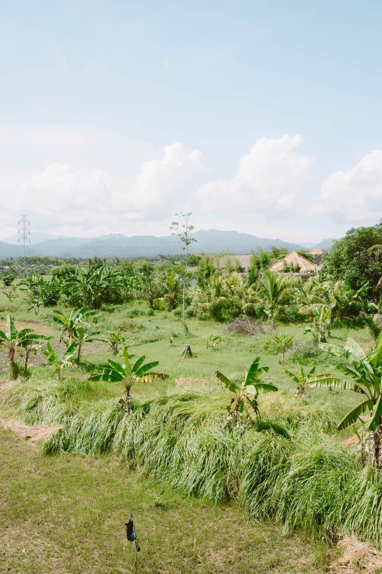 Three Palms Surf & Stay Medewi Airsatang Eksteriør bilde